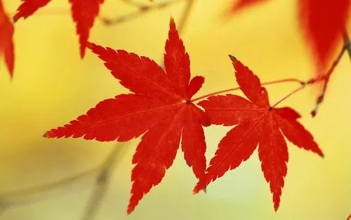 结婚黄历宜婚戒禁忌大揭秘